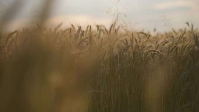 Close View Of Grain Bearing Tips Of Cereal Plant Stem. Endless Field Of Golden Wheat In Summer. 