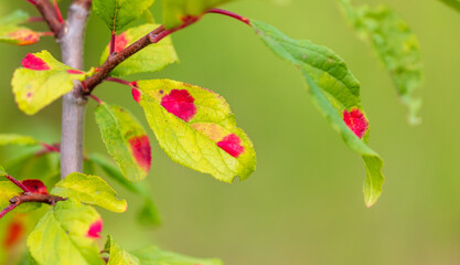Red spots on the green leaves of the plant.