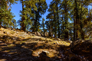 This is the view enroute to Khalia top trekk trail through Himalayas wooded landscape at Munsiyari. Khalia top is at an altitude of 3500m himalayan region of Kumaon, Uttarakhand, India.
