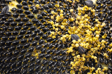 Seeds in a sunflower as a background.