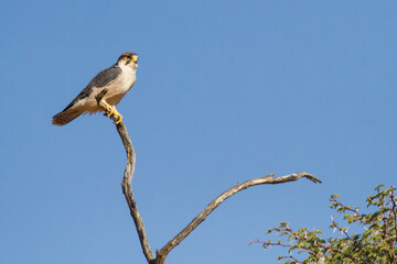 Lanner Falcon (Falco biarmicus) perched on a tree branch in the Kalahari, South Africa with blue sky background