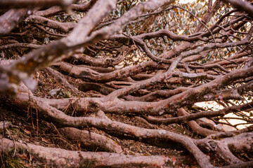 Selective focus Rhododendron shrub branches in autumn season in alpine region landscape of  Himalayas, Uttarakhand, India.