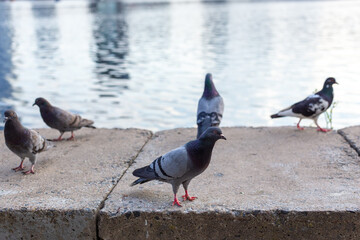 Doves on the river embankment