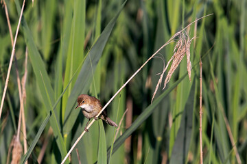 sedge warbler in his natural environment