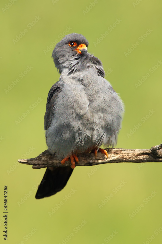 Poster The red-footed falcon (Falco vespertinus), formerly western red-footed falcon sitting on the branch with green background. The little falcon cleans its feathers on its chest.