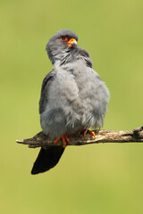 The red-footed falcon (Falco vespertinus), formerly western red-footed falcon sitting on the branch with green background. The little falcon cleans its feathers on its chest.