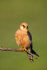 The red-footed falcon (Falco vespertinus), formerly western red-footed falcon, female sitting on the branch with green background