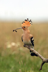 The hoopoe (Upupa epops) sitting on a branch with a worm in its beak. Hoopoe with a raised tuft...