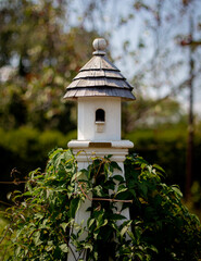 white house bird green backgroud