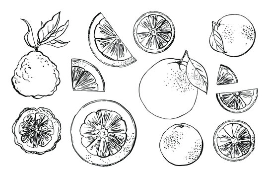 Citrus. Black line drawn on a white background. Color vector drawing of fruits. Kaffir lime, pomelo, grapefruit, orange
