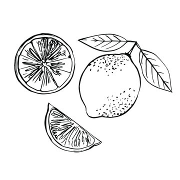Lime black line drawn on a white background. Vector drawing of fruits. 