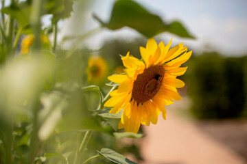 flor girasol yellow flower background