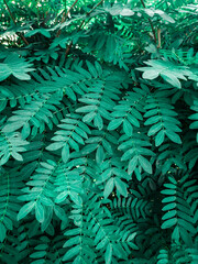 fern leaves background