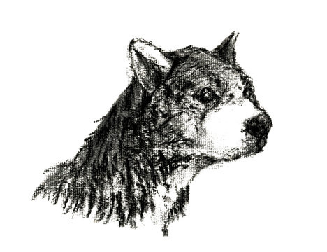 Dog 252