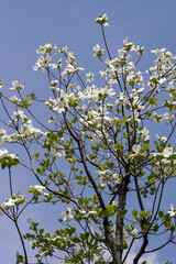 白い花が咲いているアメリカハナミズキ