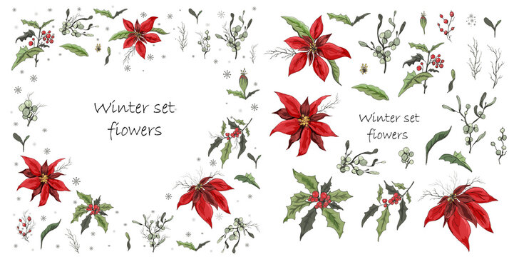 Set of winter flowers (poinsettia, white mistletoe, Holly) isolated on a white background. realistic hand-drawn doodles, colorful ornaments, decorations for seasonal cards,. Vintage style