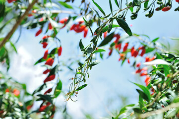 Goji berry fruits and plants in sunshine field