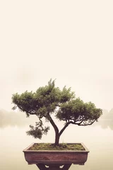 Foto op Plexiglas Japanse groene bonsaiboom in pot bij zentuin met vintage en retro filterkunststijl. © ChomchoeiFoto