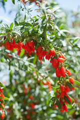 Goji berry fruits and plants in sunshine field