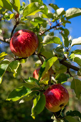 1 roter Apfel mit Wassertropfen am Ast