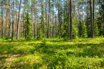 Pine forest. Estonia