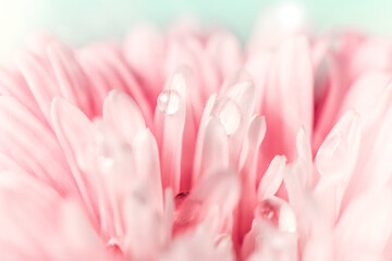 Obraz na płótnie Canvas Beautiful drop of water on petal of pink aster flower close-up macro