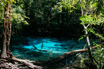 Blue pond in Krabi, Thailand or Tha Pom Klong Song Nam near Sra Morakot in tropical forest
