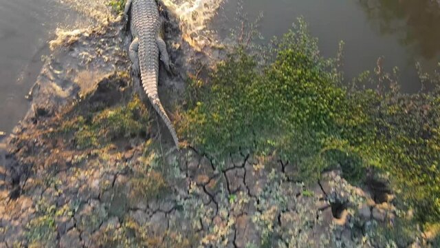 Crocodile runs into the water