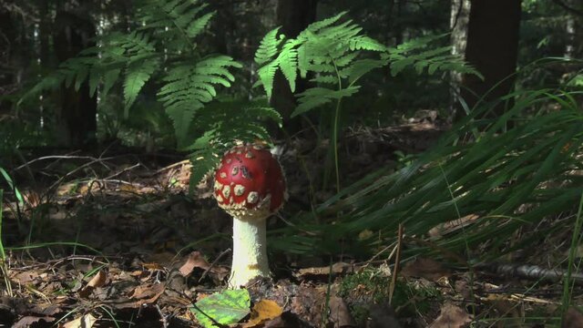 Poisonous Amanita Muscaria Mushroom in the Forest