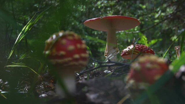 Poisonous Amanita Muscaria Mushrooms in the Forest