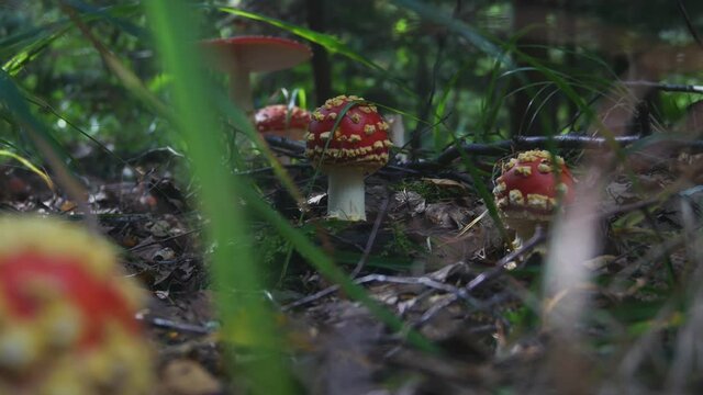 Fly Agaric or Amanita Muscaria Poisonous Mushrooms With a Red Cap and White Spots.