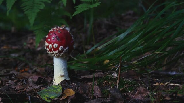 Fly Agaric or Amanita Muscaria Poisonous Mushroom With a Red Cap and White Spots.