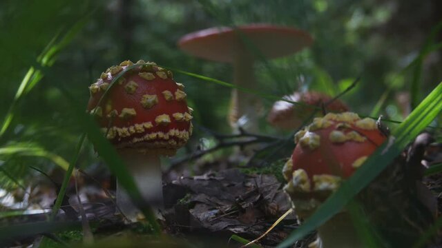 Amanita Muscaria Poisonous Mushrooms With a Red Cap and White Spots.