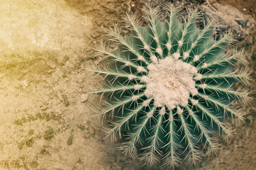 cactus in the desert