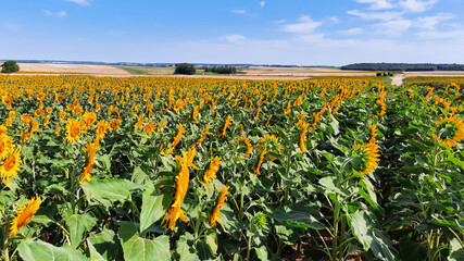 Fototapeta na wymiar Sunflowers in beautiful sunny field nature landscape with yellow and green colors flowers