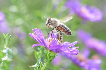 Bee pollinates Aster dumosus