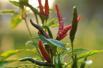 Growing  pepper Organic farming in mountains