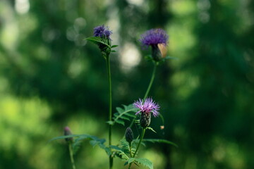 Lilac flowers on a green background. Blurred background.