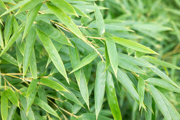 Fototapeta premium green fresh summer bamboo leaf.