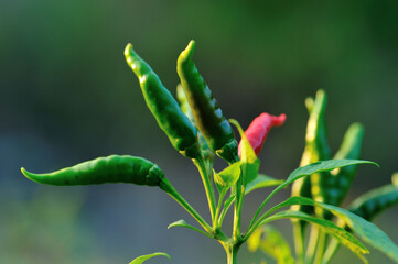 Growing  pepper Organic farming in mountains