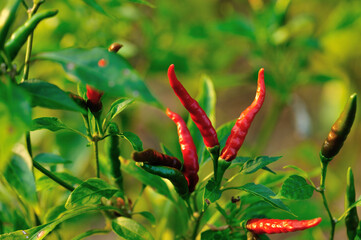 Growing  pepper Organic farming in mountains