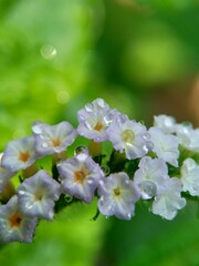 Heliotropium indicum (Sangketan, buntut tikus, Indian heliotrope, Indian Turnsole, Heliophytum...