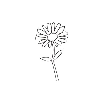 Single continuous line drawing of beauty fresh bruisewort. Printable decorative common daisy flower concept for home wall decor poster art. Modern one line draw design graphic vector illustration