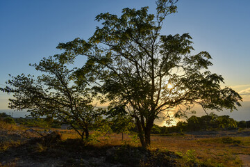 View of trees with sunset over the sea of ​​Trapani