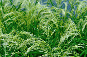 Beautiful terrace rice field in China
