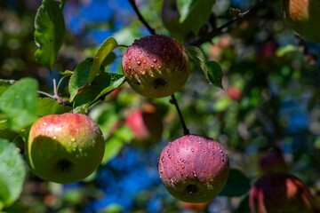 Äpfel mit unterschiedlichen Farben