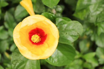 Yellow Hibiscus rosa-sinensis.