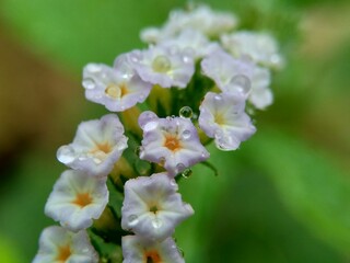 Heliotropium indicum (Sangketan, buntut tikus, Indian heliotrope, Indian Turnsole, Heliophytum...