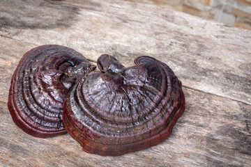 Lingzhi mushroom on wooden floor. (Ganoderma Lucidum). Chinese traditional medicine and nutritive value.