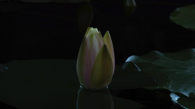 Time lapse of white lotus water lily flower opening. Waterlily nymphaea aquatic plant blooming in pond in timelapse on black background.